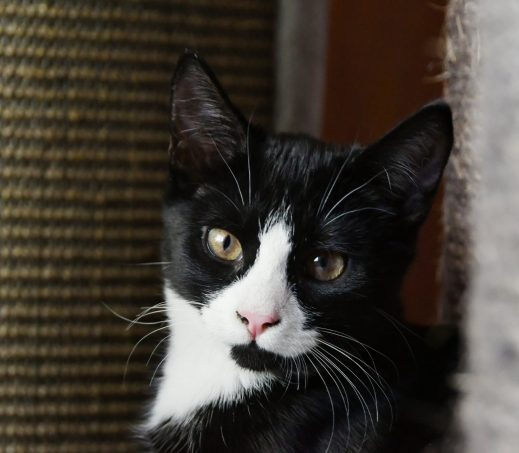 Izzy