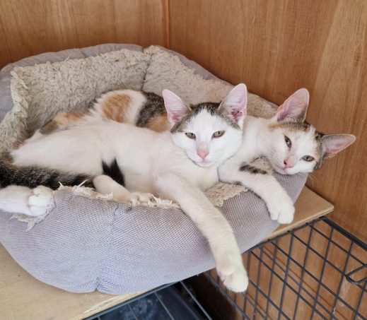 Peach en Freek