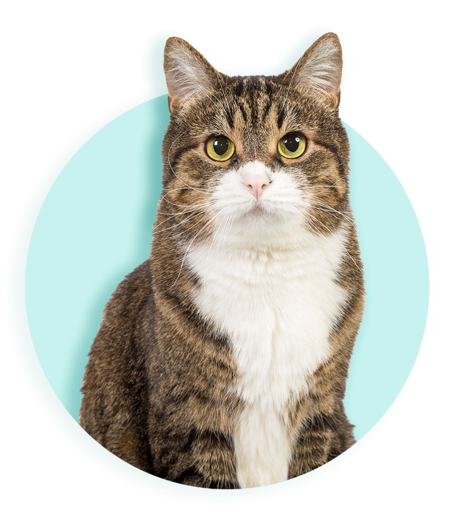 Kat ouder banner
